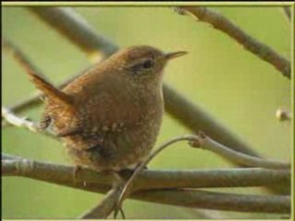 Nos amis les oiseaux