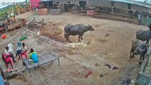 A stray #dog ​​attacked and bit several #young #people in #India #CCTV #CaughtOnCamera #CCTVFootage