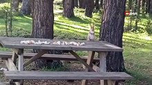 Piknik sofrasına kadar geldi! Kızıl sincabın rahat tavırları gülümsetti