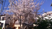 満開の桜2026