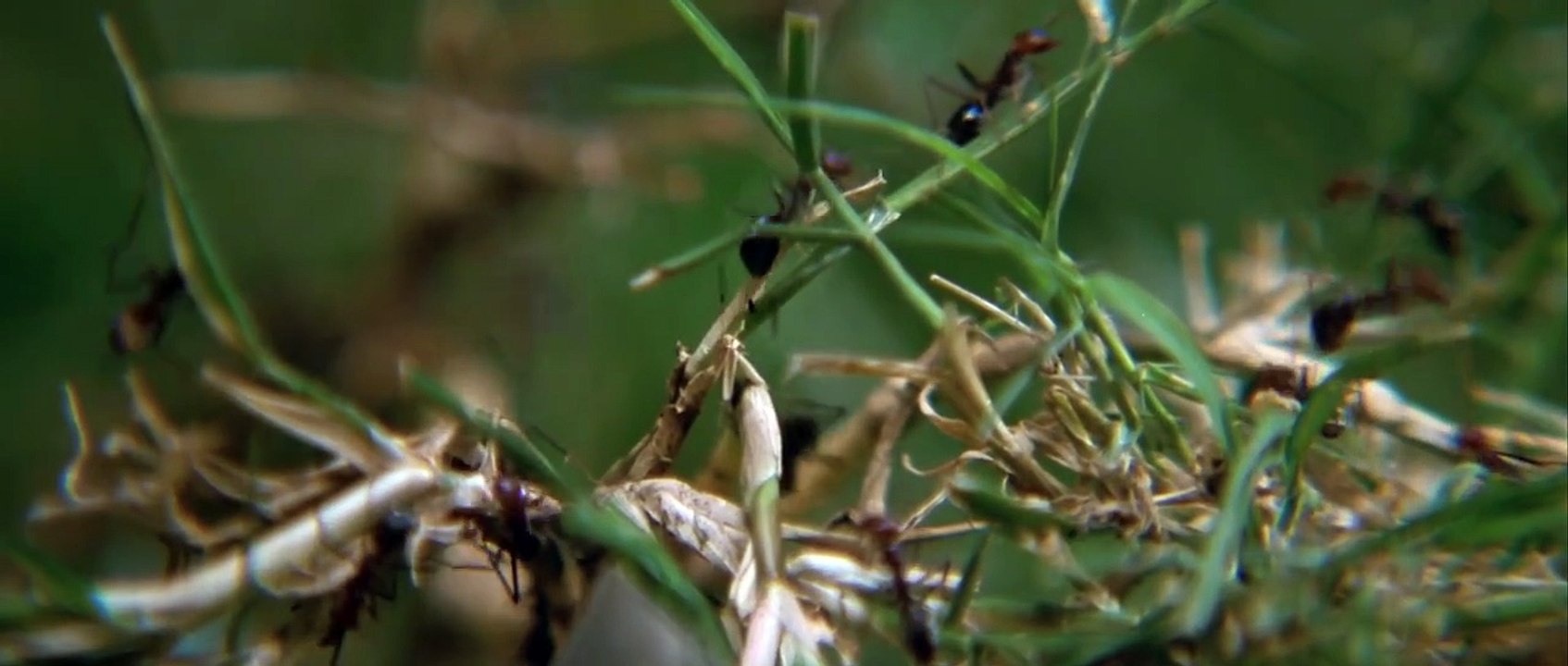 Long Weekend Original