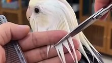 Oh my cocktail parrot 😍🐦