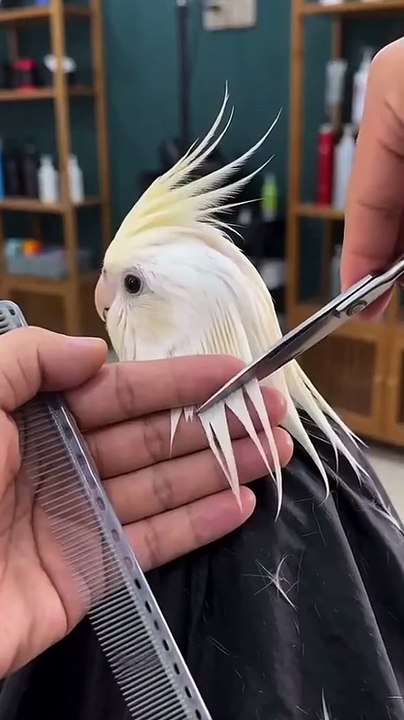 Oh my cocktail parrot 😍🐦