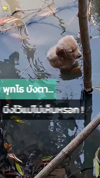 โกลเด้นรีทรีฟเวอร์ทำมึน ทำตัวนิ่ง ๆ แม่คงไม่เห็นหรอก