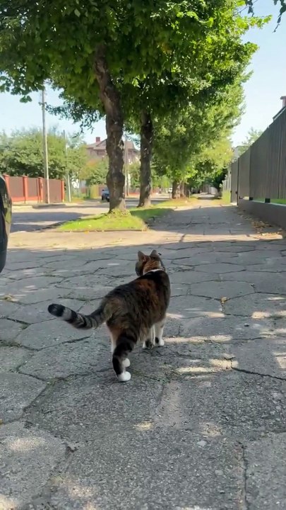 Car / Cat check done! You can go! :) #cat #funny #funnycats #viralcats