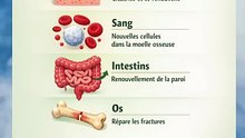 Organes du corps capables de se régénérer