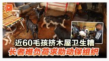 “对不起没法照顾你们了” 芙蓉长者收养60犬环境糟透 忍痛送别求助NGO