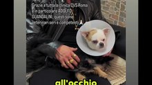 Agozzino Alfredo si prende cura del piccolo Arnold cieco