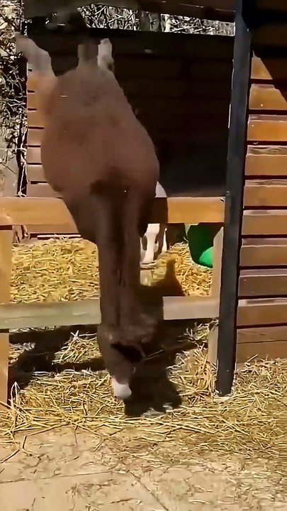 2026-animal-funny-video-please-support