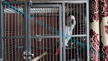 Попугай матерится на кота и говорит с хозяином