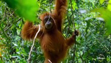 Orangutan (2026)