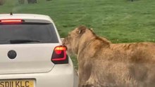 Why Halting Your Vehicle in a Lion Enclosure is a Terrible, Terrible Choice
