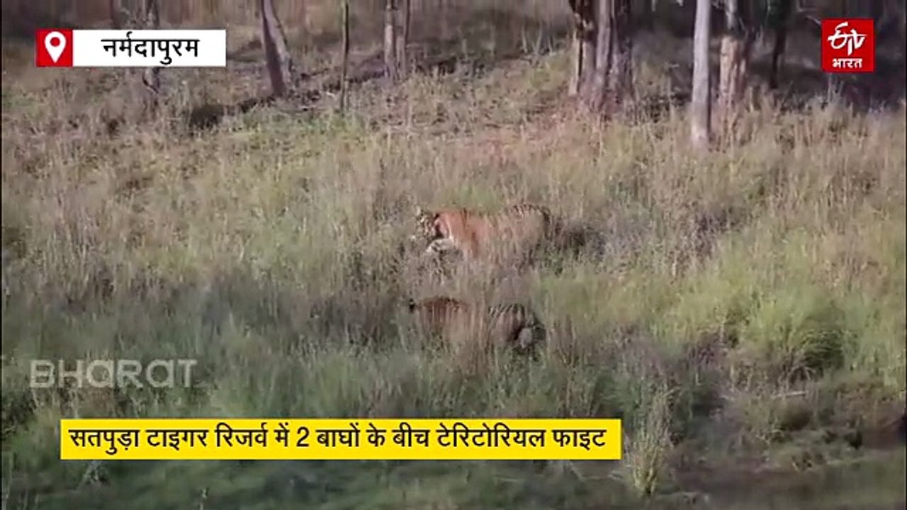 'शंकरा' की टेरिटेरी में घुस गया दूसरा बाघ, टेरिटोरियल फाइट देख पर्यटकों के उड़े होश