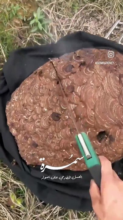 The inside of a hornet's nest!