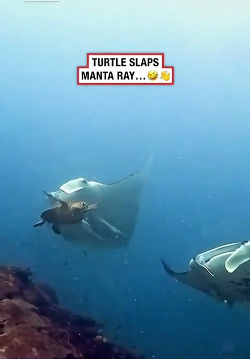 Turtle 🐢 Slaps Manta Ray 🔥