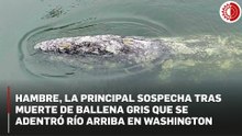 Crisis alimentaria en el Ártico llevó a ballena gris juvenil a morir en río de Washington, advierten científicos