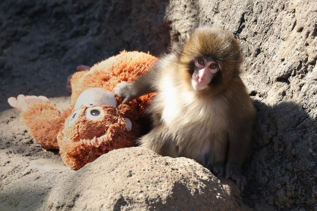 Punch, le Petit Singe  |  C'est Quoi ce Mème?