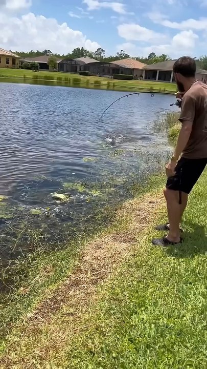 Crocodile 🐊
