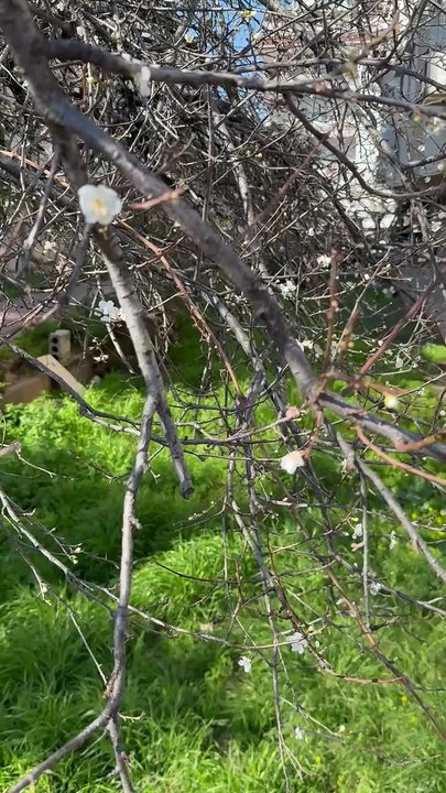 On an apricot tree, do the flowers or the leaves bloom first?