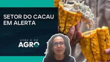 Medida provisória recai sobre indústria do cacau | HORA H DO AGRO