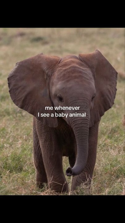 Funny animal 🦒