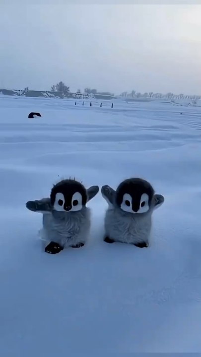 Cute animals🥰