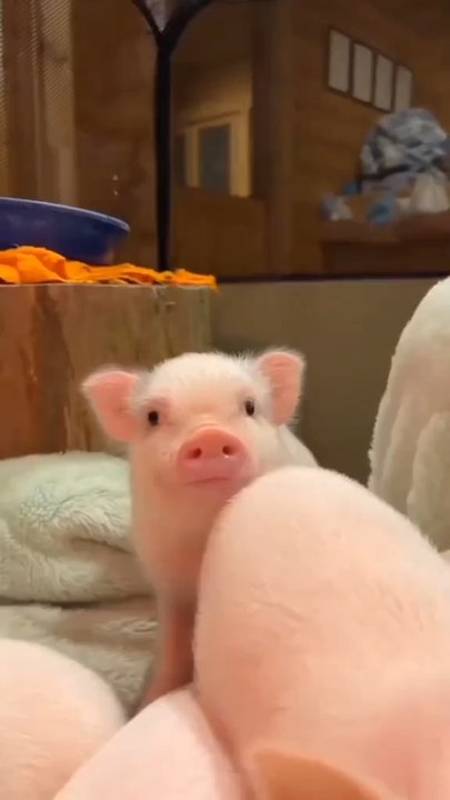 Cute animals🥰