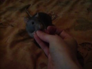 Mon rat et le rappel: l'appel de la bouffe!