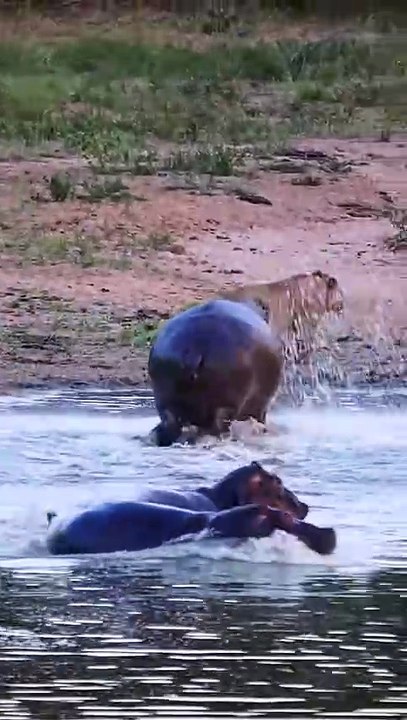 Funny Hippo Dominates Wild Savanna Moments