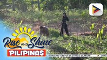 Mga magsasaka sa Calbayog, Samar, may mga diskarte para makatipid sa mataas na presyo ng langis | ulat ni Charmaine Perito Balvez ng Radyo Pilipinas-Calbayog