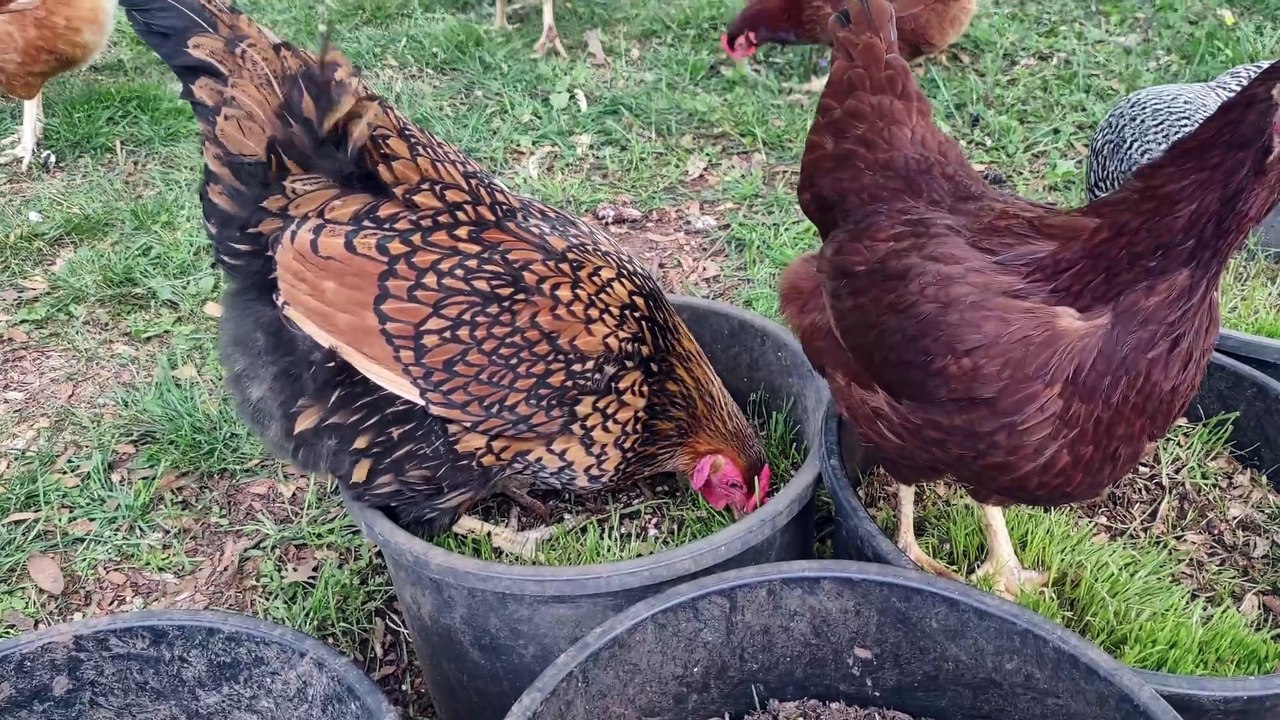Have you seen a Wyandotte chicken?  I have three.  One of them is different (look at the combs).