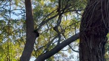 Birds on the tree 03