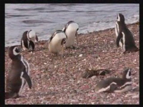 Manchot (pingouin) de Magellan Patagonie