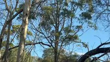 Willie wagtail on the tree