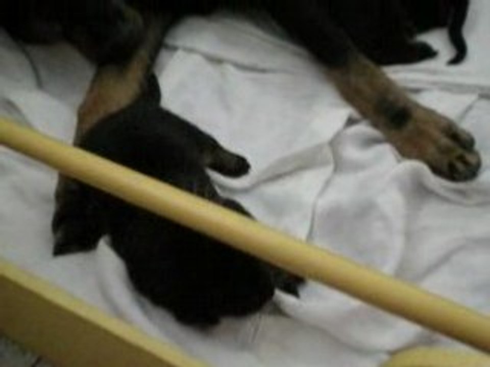 Les bébés beaucerons !