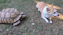 Tortoise Hilariously Watches Dog Enjoy His Treat