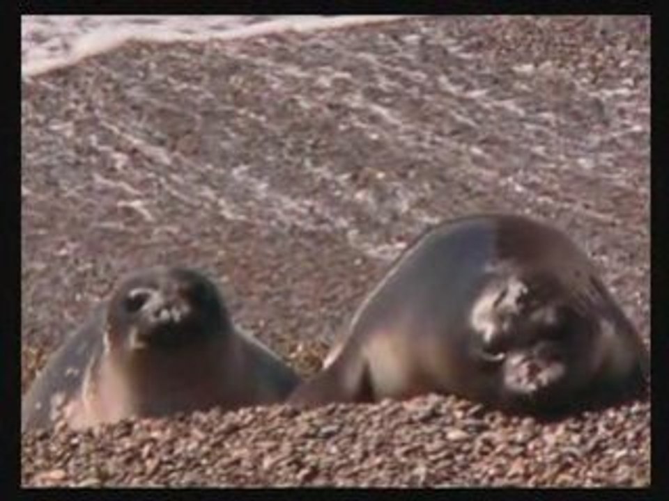 Elephant de mer Valdes Patagonie