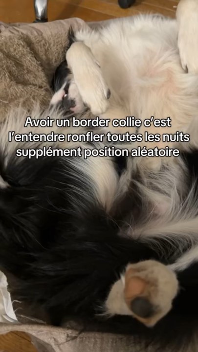 Les border collie ✨🥲