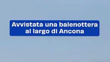 Avvistata una balenottera al largo di Ancona