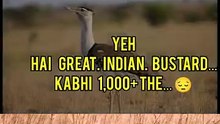 Great Indian Bustard | India ka Rare Ground Bird 🐦💔