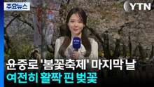 [날씨] 윤중로 봄꽃축제 마지막 날...내일도 때늦은 꽃샘추위 / YTN