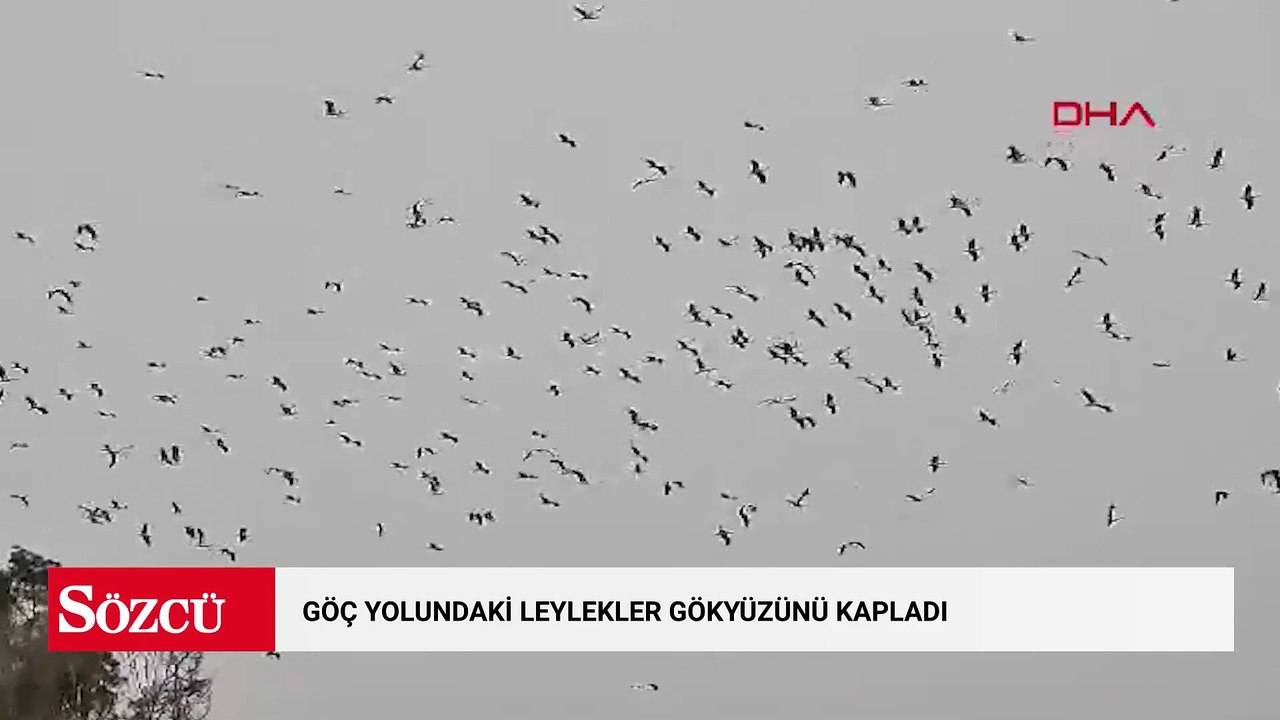 Göç yolundaki leylekler, gökyüzünü kapladı