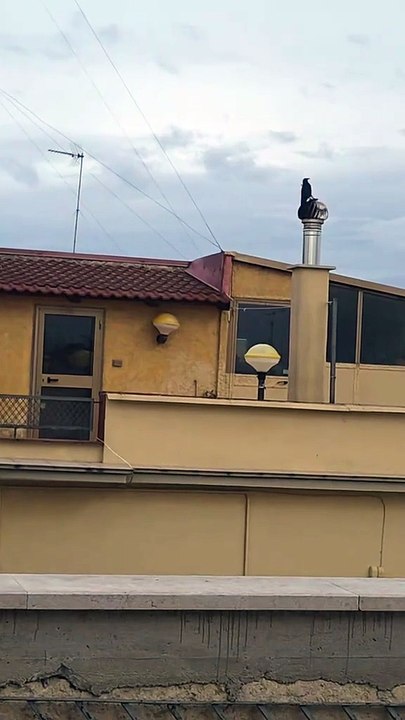 Crow chill his life 😂🤣