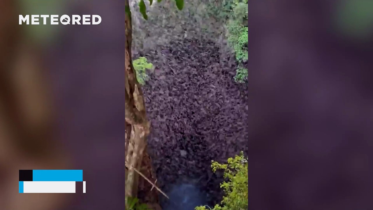 A “bat tornado” emerges en masse from a cave in Mexico