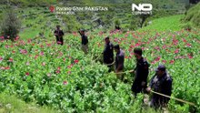 Polizei zerstört Opium-Mohnfelder in Pakistan