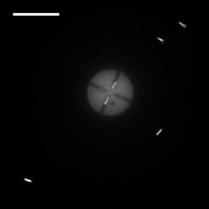 E. coli en espacios confinados alimenta discos simétricos.