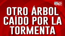 Violento temporal en Buenos Aires: cayó otro árbol por la tormenta