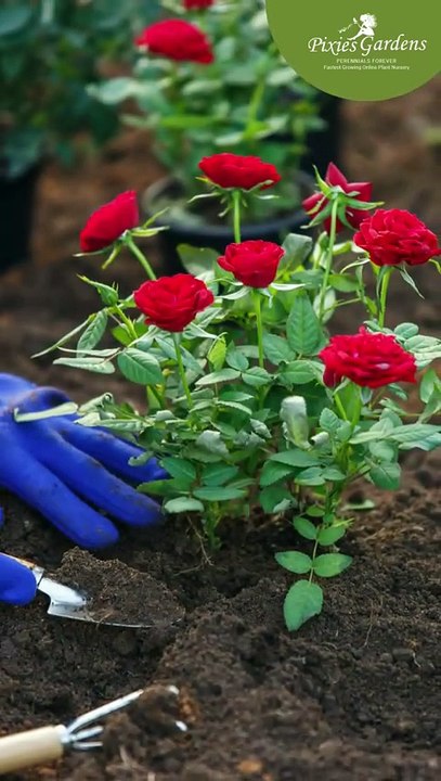 Rose Bushes – Classic Flowering Shrubs for Every Garden