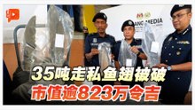 35吨走私鱼翅被破 市值逾823万令吉