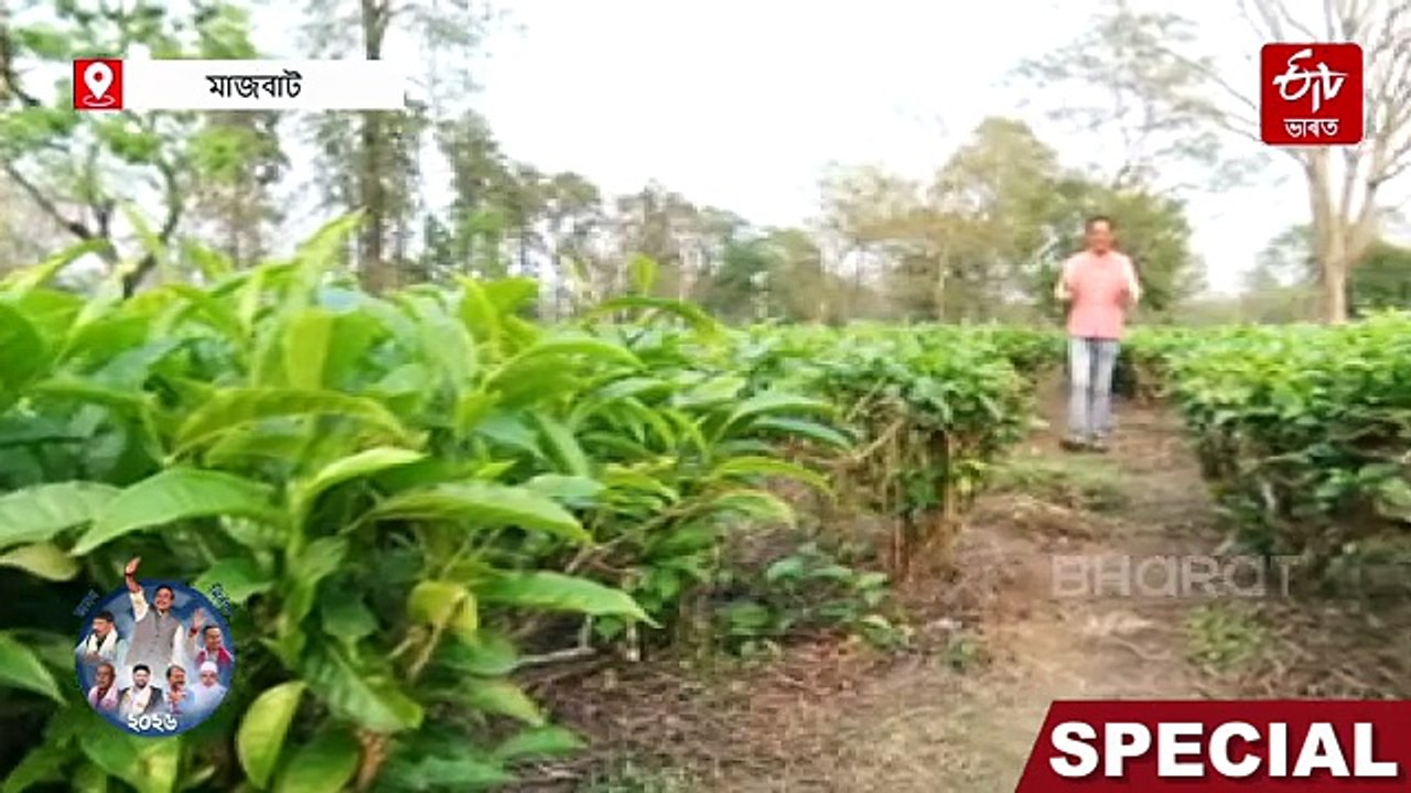 অসম বিধানসভা নিৰ্বাচন ২০২৬ : মজুৰি, ভূমিপট্টা আৰু উন্নয়নৰ আশাত চাহ বাগিচাৰ ভোটাৰ ৰাইজ